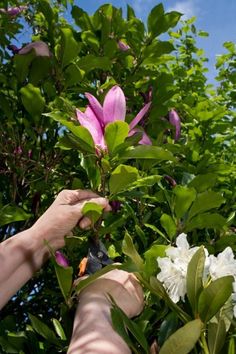 a person cutting flowers with scissors on a tree