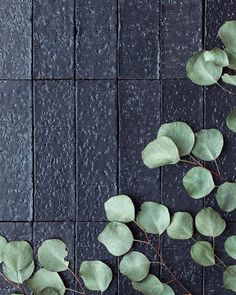 some green leaves on a black tile wall