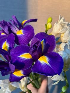 a purple flower with yellow and white petals in a person's hand holding it