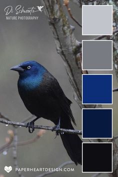 a blue and black bird sitting on top of a tree branch with color swatches