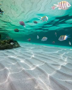 an underwater view of fish swimming on the sand and water with rocks in the foreground