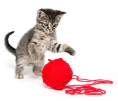 a kitten playing with a red ball of yarn on a white background in front of it