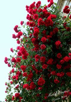 red roses growing on the side of a building