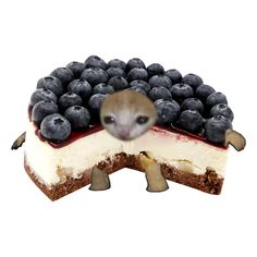 an image of a cake with blueberries on it and a mouse peeking out from the top