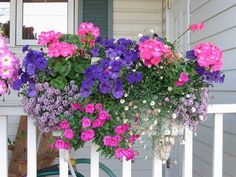 purple and pink flowers in a hanging basket on the porch