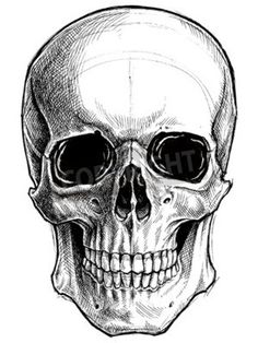 a human skull with glasses on it's face and the lower half of its head