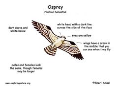 an osprey is shown in this diagram