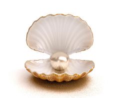 an oyster shell with a pearl in the center on a white background royalty illustration stock images