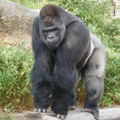 a large gorilla standing on top of a wooden log