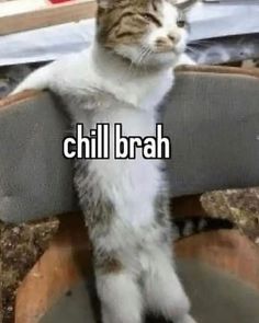 a cat sitting on top of a chair with the caption'chill brah '