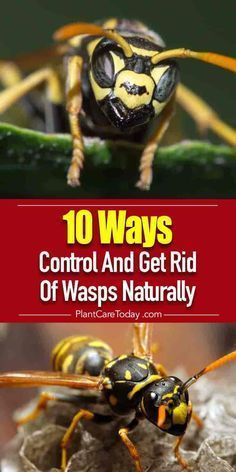 the top 10 ways to control and get rid of wasps naturally