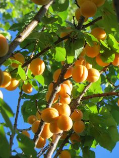 the fruit is growing on the tree and ready to be picked from it's branches