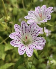 The small, trumpet shaped, flowers are white, with an intricate network of purple veins. The leaves have maroon blotches at the base of each leaf indentation. It is an excellent plant that I had fallen in love with the minute I set my eyes on the petite flower Purple Veins, Hardy Geranium, Southern England, Herbaceous Border, The Balkans, Instagram V, Geraniums, Landscape Design