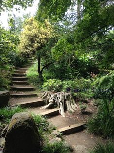 the steps are made from tree stumps