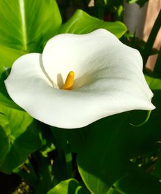 a white flower with yellow stamen in the center surrounded by large green leaves on a sunny day