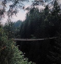 people walking across a suspension bridge in the middle of a forest with tall trees on both sides