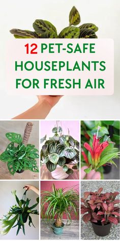 12 pet - safe houseplants for fresh air