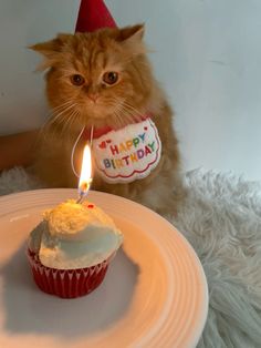 an orange cat wearing a birthday hat and holding a cupcake with a lit candle