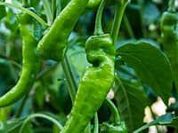 green peppers are growing on the plant and ready to be picked