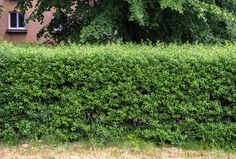 a hedge that is next to a building