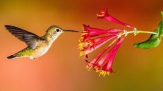 Bee Hummingbird Hummingbird Backgrounds, Hummingbird Facts, Hummingbird Migration, Backyard Habitat, Flower Hummingbird, Hummingbird Nectar, List Of Birds, Tiny Miracles, Trumpet Flower