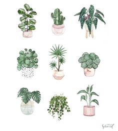 a bunch of potted plants on a white background