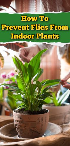 how to prevent flies from indoor plants