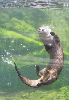 an otter swimming in the water with its mouth open