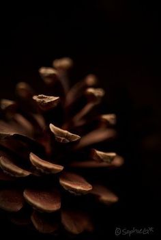 a close up view of a pine cone on a black surface with its reflection in the water