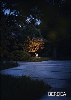 an illuminated tree in the middle of a road at night with text below it that reads berdoa