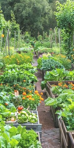 a garden filled with lots of different types of vegetables