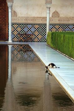 a black and white dog laying on top of a pool next to tall grass covered walls