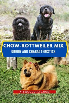 two dogs sitting in the grass next to each other with text that reads chow - rotweiler mix origin and characteristics