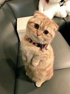 an orange cat sitting on top of a gray couch next to a white stuffed animal