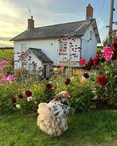 a chicken standing in the grass next to some flowers and a house with a white roof