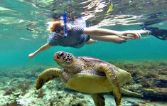 two people snorkeling over a turtle swimming in the ocean with their backs to the camera