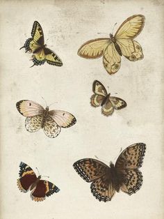 four different butterflies are shown on a white background