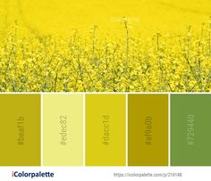 the color palette is yellow and green