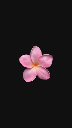 a single pink flower on a black background