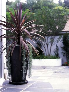 a large potted plant sitting on top of a stone floor next to a building