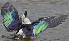 a bird with its wings spread out in the water