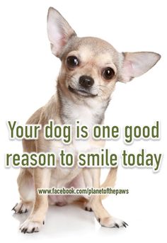 a small chihuahua dog sitting in front of a white background with the words your dog is one good reason to smile today