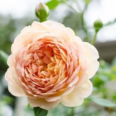 a pink flower with green leaves in the background