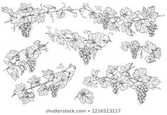 grapes are growing on the vine, vintage line drawing or engraving