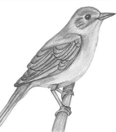 a pencil drawing of a bird sitting on a branch