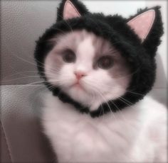 a white and black cat wearing a knitted hat