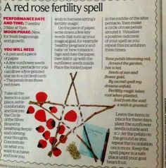 an article in the news about red rose fertiility spell