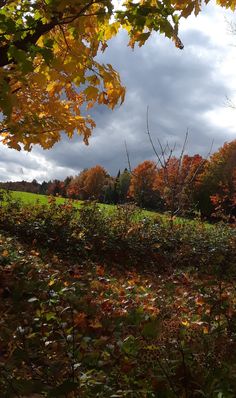 an open field with trees and leaves on the ground