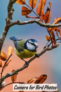 a blue and green bird sitting on top of a tree branch with leaves around it