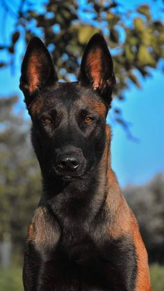 a black and brown dog sitting on top of a grass covered field next to a tree